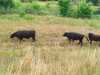 IMG-20260706-WA0015